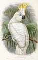Los pájaros de Nueva Guinea y las islas Papuas adyacentes Pl44 - John Gould — cuadro enmarcado en la pared