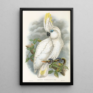 John Gould - The Birds of New Guinea and the adjacent Papuan islands Pl45.webp