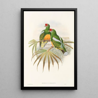 John Gould - The Birds of New Guinea and the adjacent Papuan islands Pl50.webp