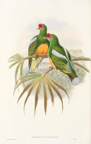 John Gould - The Birds of New Guinea and the adjacent Papuan islands Pl50.webp