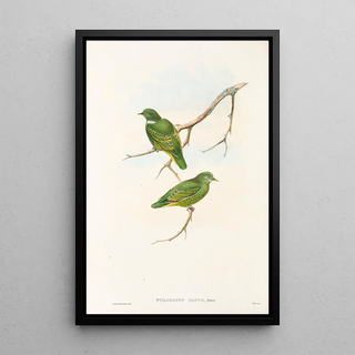 John Gould - The Birds of New Guinea and the adjacent Papuan islands Pl51.webp
