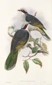 Los pájaros de Nueva Guinea y las islas Papuas adyacentes Pl56 - John Gould — vista de la obra