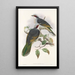 Los pájaros de Nueva Guinea y las islas Papuas adyacentes Pl56 - John Gould — cuadro enmarcado en la pared