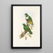 Los pájaros de Nueva Guinea y las islas Papuas adyacentes Pl59 - John Gould — cuadro enmarcado en la pared