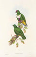 Los pájaros de Nueva Guinea y las islas Papuas adyacentes Pl59 - John Gould — vista de la obra