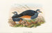 the New Guinea Birds and adjacent Papuan Islands Pl62 - John Gould — artwork view