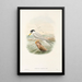 Los pájaros de Nueva Guinea y las islas Papuas adyacentes Pl72 - John Gould — cuadro enmarcado en la pared