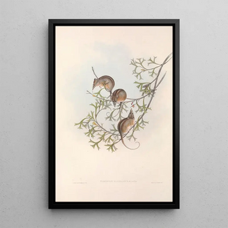 John Gould - The mammals of Australia Pl005.webp