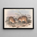 Los mamíferos de Australia Pl006 - John Gould — cuadro enmarcado en la pared