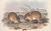 Los mamíferos de Australia Pl006 - John Gould — vista de la obra