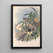 Les mammifères d'Australie Pl023 - John Gould — framed artwork on a wall