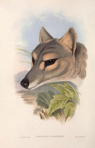 John Gould - The mammals of Australia Pl031.webp