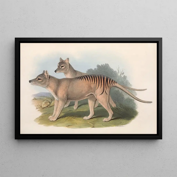 Los mamíferos de Australia, Pl. 032 - John Gould — cuadro enmarcado en la pared