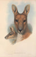 Los mamíferos de Australia Pl044 - John Gould — vista de la obra
