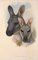 Les mammifères d'Australie Pl046 - John Gould — artwork view