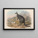 Los mamíferos de Australia, Pl047 - John Gould — cuadro enmarcado en la pared