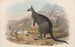 Los mamíferos de Australia, Pl047 - John Gould — vista de la obra