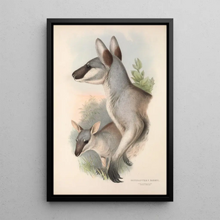 John Gould - The mammals of Australia Pl048.webp
