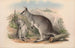 Los mamíferos de Australia Pl049 - John Gould — vista de la obra