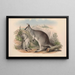 Los mamíferos de Australia Pl049 - John Gould — cuadro enmarcado en la pared