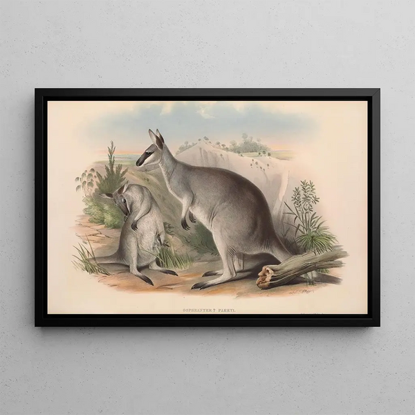 Los mamíferos de Australia Pl049 - John Gould — cuadro enmarcado en la pared