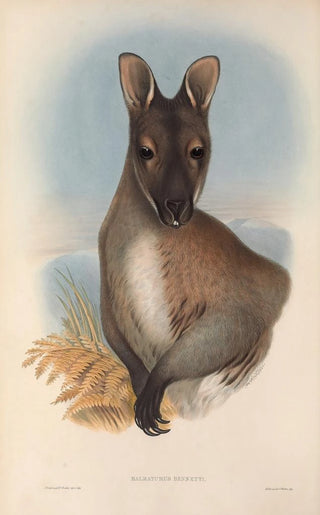 John Gould - The mammals of Australia Pl052.webp