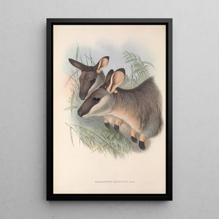 John Gould - The mammals of Australia Pl056.webp