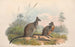 Les mammifères d'Australie, pl. 059 - John Gould — artwork view
