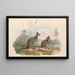 Les mammifères d'Australie, pl. 059 - John Gould — framed artwork on a wall
