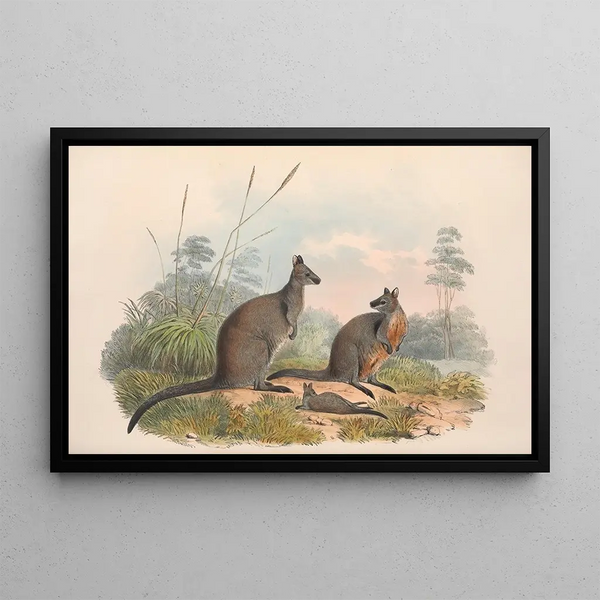 Les mammifères d'Australie, pl. 059 - John Gould — framed artwork on a wall