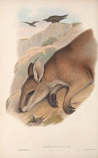 John Gould - The mammals of Australia Pl060.webp