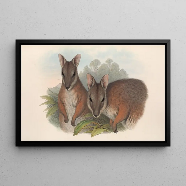 Los mamíferos de Australia Pl065 - John Gould — cuadro enmarcado en la pared
