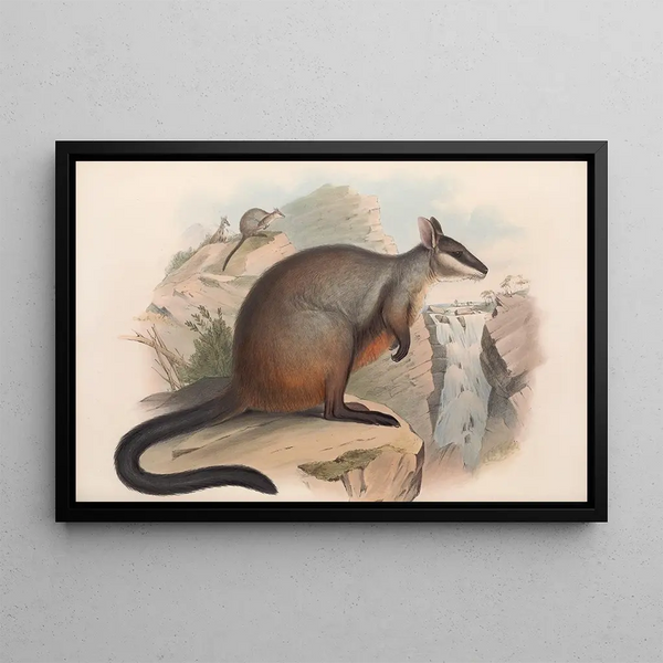 Les mammifères d'Australie Pl076 - John Gould — framed artwork on a wall