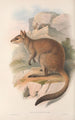 Les mammifères d'Australie Pl084 - John Gould — artwork view