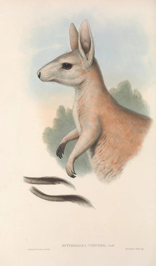 John Gould - The mammals of Australia Pl088.webp