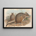 Los mamíferos de Australia Pl094 - John Gould — cuadro enmarcado en la pared