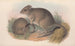 Los mamíferos de Australia Pl097 - John Gould — vista de la obra