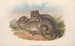 Los mamíferos de Australia Pl100 - John Gould — vista de la obra