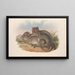 Los mamíferos de Australia Pl100 - John Gould — cuadro enmarcado en la pared