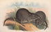 Les mammifères d'Australie Pl105 - John Gould — artwork view