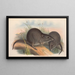 Les mammifères d'Australie Pl105 - John Gould — framed artwork on a wall