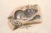 Les mammifères d'Australie, Pl. 107 - John Gould — artwork view