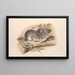 Les mammifères d'Australie, Pl. 107 - John Gould — framed artwork on a wall