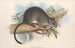 Los mamíferos de Australia Pl110 - John Gould — vista de la obra