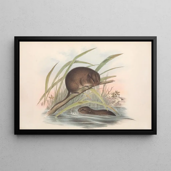 John Gould - The mammals of Australia Pl117.webp