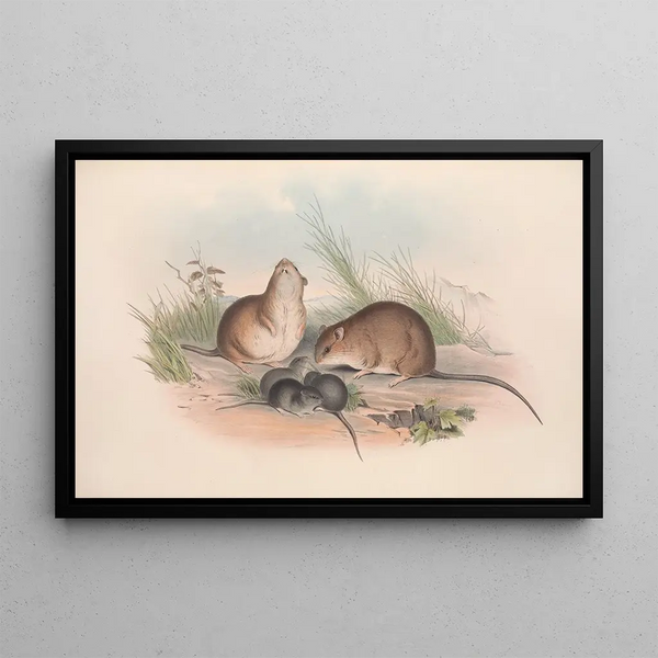 Los mamíferos de Australia Pl120 - John Gould — cuadro enmarcado en la pared