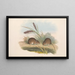 Los mamíferos de Australia Pl125 - John Gould — cuadro enmarcado en la pared
