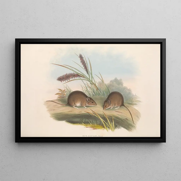 Los mamíferos de Australia Pl125 - John Gould — cuadro enmarcado en la pared