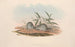 Los mamíferos de Australia Pl127 - John Gould — vista de la obra