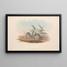 Los mamíferos de Australia Pl127 - John Gould — cuadro enmarcado en la pared